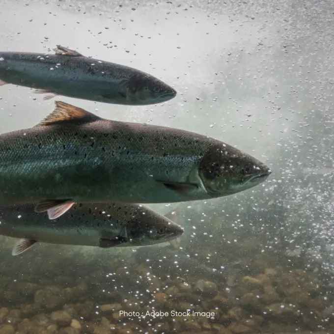Terrace Salmonid Enhancement Society