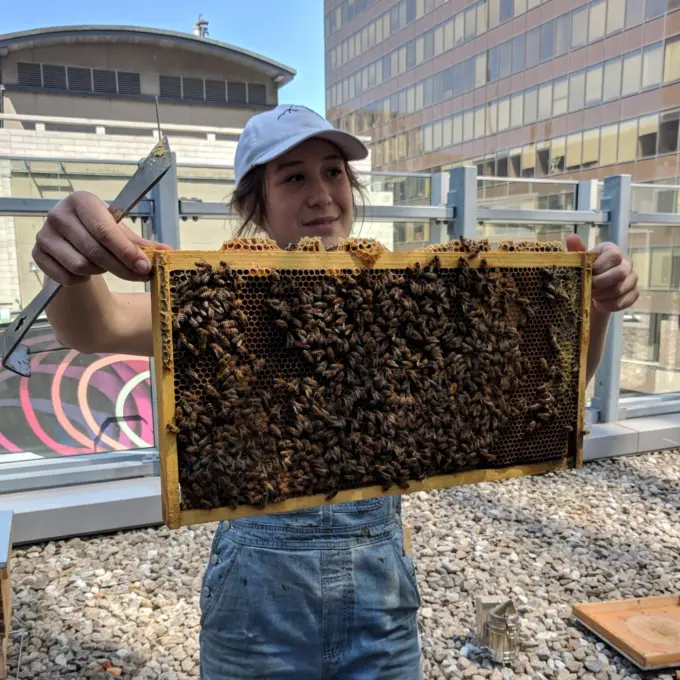 Social engagement - Installation of beehives on the Montréal office rooftop, Montréal (QC), 2018