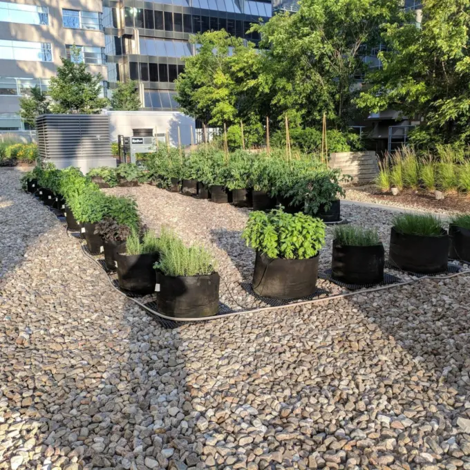 Social engagement - Rooftop urban gardens at BBA’s Montréal office (QC) 2020