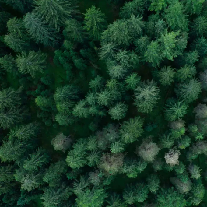 Carbon Capture - Pine forest